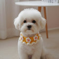 Small white dog wearing a yellow floral sweater indoors